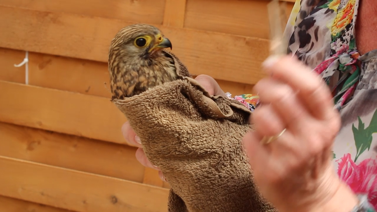 MEgional mit dem Sommerfest in der Tierschutzstation Olbernhau MEgional mit dem Sommerfest in der Tierschutzstation Olbernhau