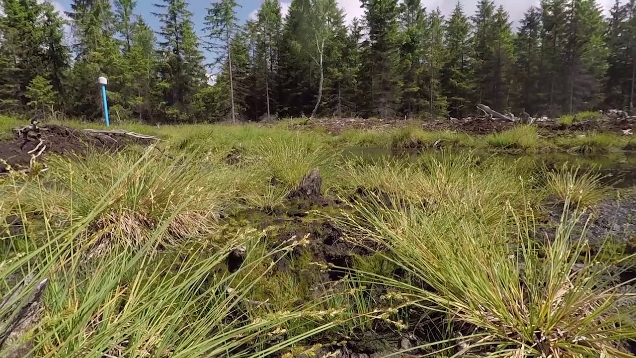 MEgional mit der Wanderung in die Moore a Erzgebirgskamm MEgional mit der Wanderung in die Moore a Erzgebirgskamm